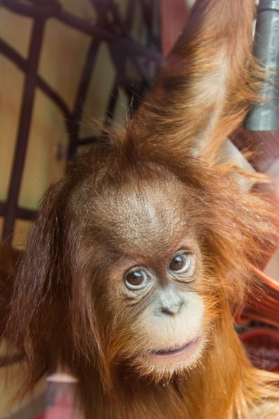 Close up of an orangutan's face with one arm lifted above her head