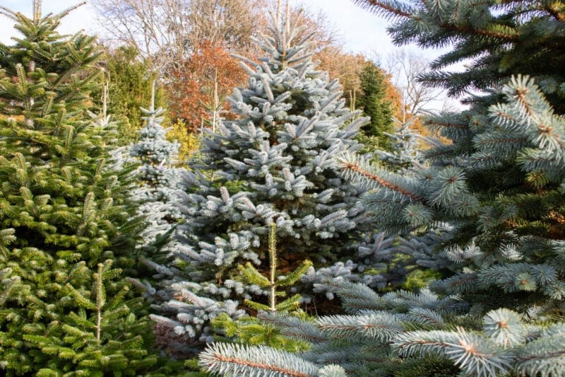 Christmas trees growing close together outside