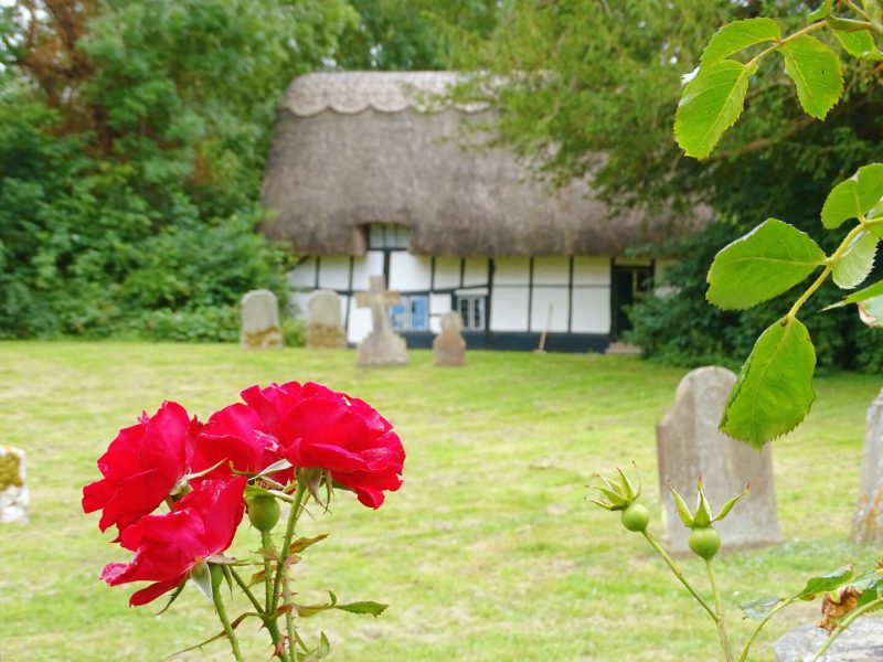 Close up of a bright red flower in a garden with the lawn behind and a small thatched half-timber building out of focus behind, in Dorchester-on-Thames Oxfordshire