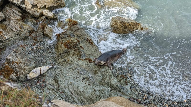 aerial view of a small section of rocky pebble beach with two seals lying on the rocks next to the sea, a mother with a light grey pup